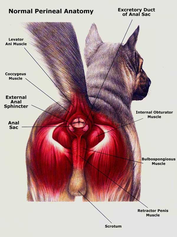 Impacted Anal Gland